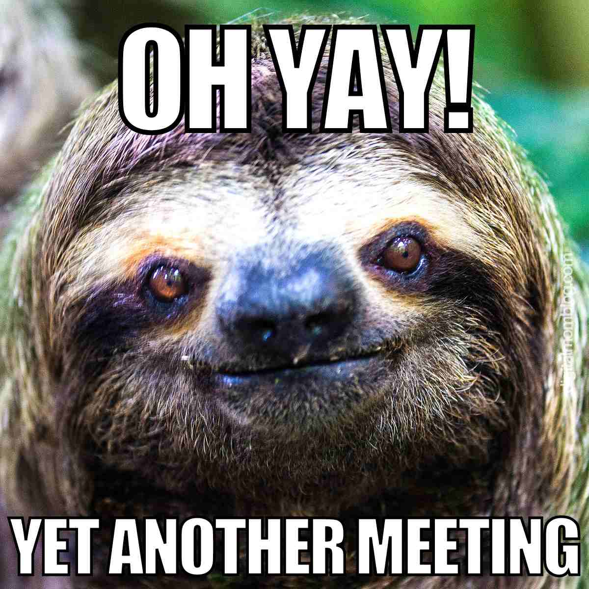 50+ Hilarious Meeting Memes for Every Workplace Scenario