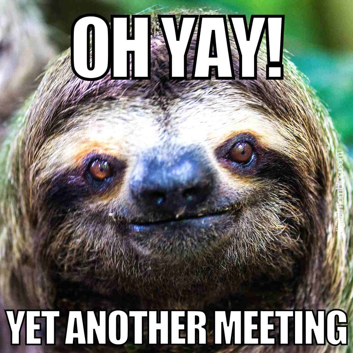 meeting-meme